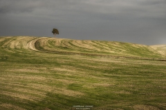 Site-Transitoire-Albero-Solitario-web