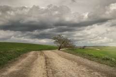 Strada-con-Albero-colori-web